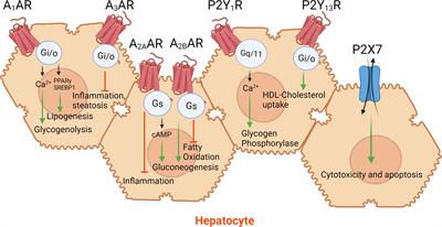 Purinergic Signaling in Liver Pathophysiology